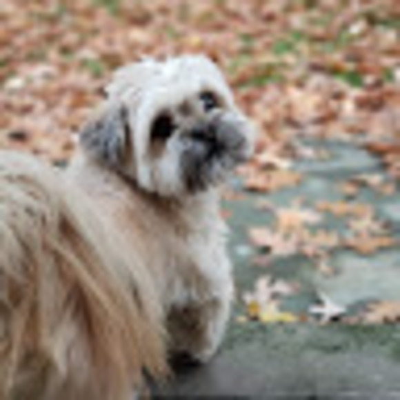 Meet your Posher, Jiny - Picture 1 of 1